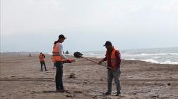 Mersin ve Hatay Sahillerinde Temizlik Çalışmaları Sürüyor