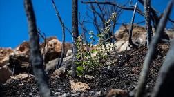 Yangında Zarar Gören Ormanlar için 'Doğal Yenilenme' Önerisi