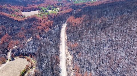 Adana ve Osmaniye'de 4 Milyon Fidan Toprakla Buluşacak