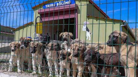 Atıl Durumdaki Tesis, Sokak Hayvanlarına Yuva Oldu