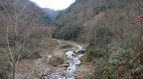 Tüm Partiler Birleşti, ‘Bal Ormanı’ Kurtuldu