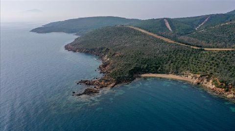 Deniz Kıyısında Yanan Ormanlık Alan Yeniden Yeşeriyor