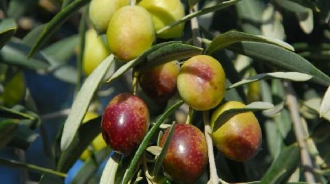 Aydın, Zeytin Ağaçları için Kenetlendi