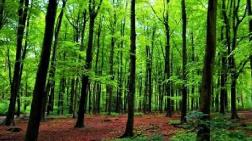 “Orman Yoksa Hayat Yok”
