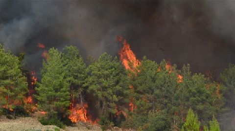 Son 10 Yıldaki Orman Kaybının Yüzde 61,5'i Geçen Yıl Yaşandı