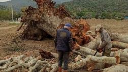 450 Yaşındaki Çınar Otoyol için Kesildi