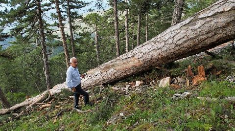 Kesilen Ağaçlar Ekonomik Ömrünü Tamamlamış