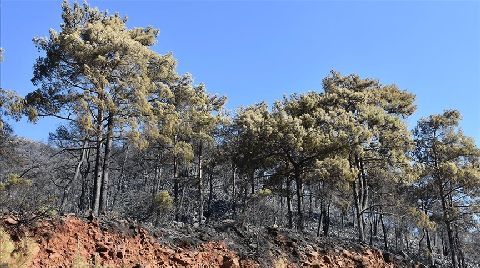 Marmaris'teki Orman Yangınında 500 Hektar Alan Yandı