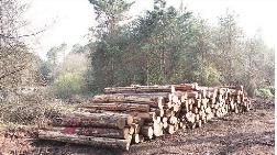 Dikili Ağaçlar Bile Satışa Çıkarıldı
