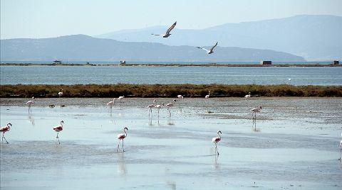 İzmir Kuş Cenneti'ne Su Sağlayan Kanallar Temizleniyor