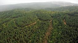 Orman Arazilerine Tesis Düzenlemesine AYM İptali