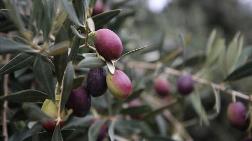 Vakıflar Genel Müdürlüğü’nün Zeytin Üretimine Son Vermesi Meclis Gündeminde