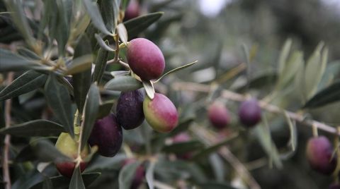 Vakıflar Genel Müdürlüğü’nün Zeytin Üretimine Son Vermesi Meclis Gündeminde