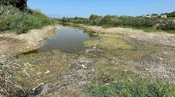 Büyük Menderes Nehri Kanalındaki Balık Ölümleri İnceleniyor