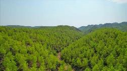 3 Bin 200 Futbol Sahası Büyüklüğündeki Alan Ormanlık Vasfından Çıkarıldı