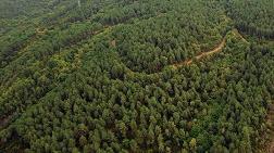 Duvar Taşı için 93 Hektar Orman Yok Edilecek