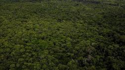 Amazon Ormanları'nın Yarısı 2050'ye Kadar Yok Olabilir