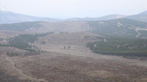 Denizli'de Yangında Zarar Gören Ormanlık Alana 745 Bin Fidan Dikildi