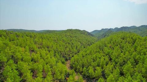 Kastamonu'da Bazı Alanlar Orman Sınırları Dışına Çıkarıldı