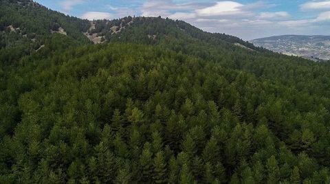 İklime Dirençli Ormancılık Projesi Başlıyor