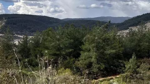 Yeniköy’de Sıra Zeytinliklere Geldi