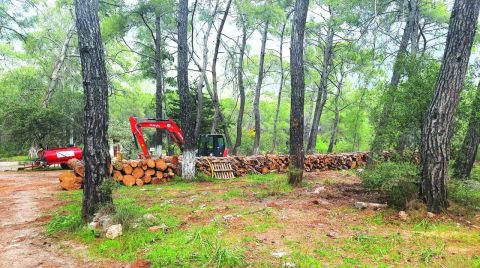 Orman Kampında Otopark için Ağaçlar Kesildi