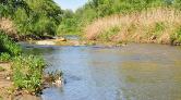 Gediz Nehri'nde Bitmeyen Kirlilik