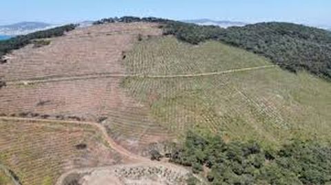 50 Milyon Metrekare Ormanlık Alan Yapılaşmaya Açıldı