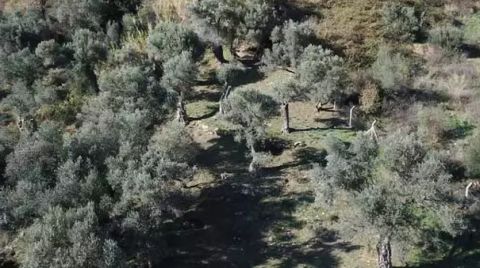Madenciliğe Açılacak Zeytinlikler Koordinat Verilerek Belirtiliyor
