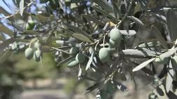 Akbelen’den Gökova’ya Kadar Zeytin Ağaçlarının Taşınması Tasarlanıyor