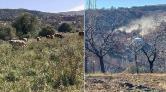Malatya Kayısısını Madenler Kuruttu