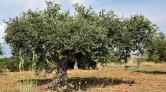 Zeytinlikleri Madene Açacak Teklif Komisyondan Geçti
