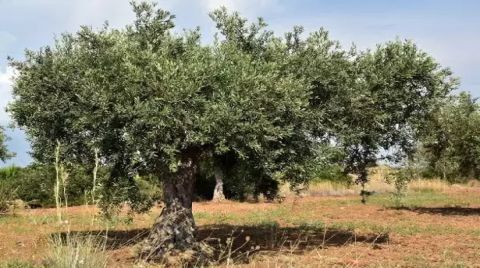 Zeytinlikleri Madene Açacak Teklif Komisyondan Geçti