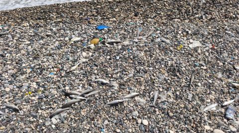 Mersin'de Sahilde Görülen Balık Ölümlerine İnceleme