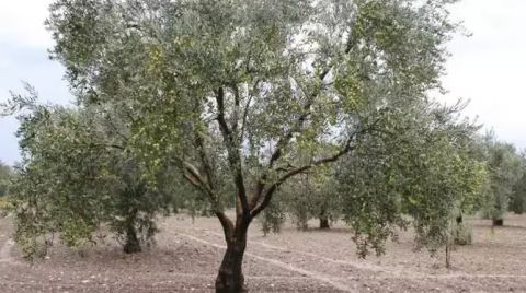Zeytin Ağaçlarının Taşınmasına Karar Verecek Heyeti Maden Şirketi Seçecek