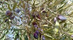 Zeytin Ağaçlarını Taşıma Planı Riskli