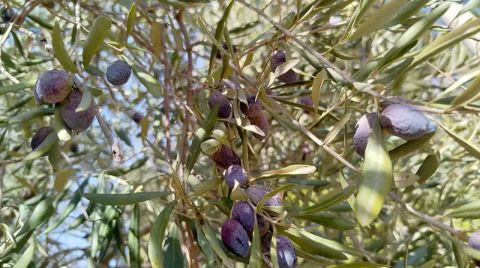 Zeytin Ağaçlarını Taşıma Planı Riskli
