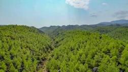 Orman İçindeki Mermer Ocaklarının ÇED Süreçleri Durduruldu