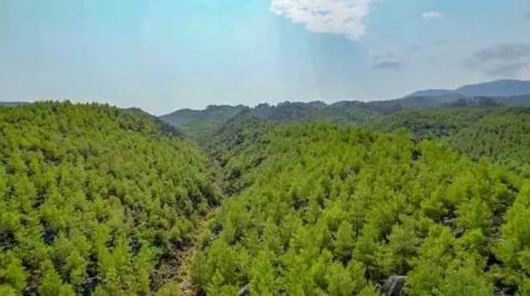 Orman İçindeki Mermer Ocaklarının ÇED Süreçleri Durduruldu