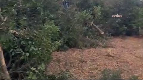 Acele Kamulaştırılan Alanda, Mahkeme Tamamlanmadan Ağaçlar Kesildi