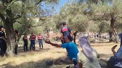 Muğla’da Zeytin Sökümü Başladı