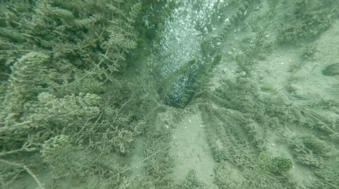 Sapanca Gölü'ndeki Kabarcıklar Endişeye Yol Açtı