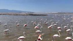 İzmir Kuş Cenneti Tehlike Altında