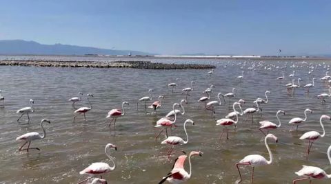 İzmir Kuş Cenneti Tehlike Altında