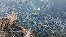 “Atıklar Eber Gölü'ndeki Yaşamı Yok Etti”